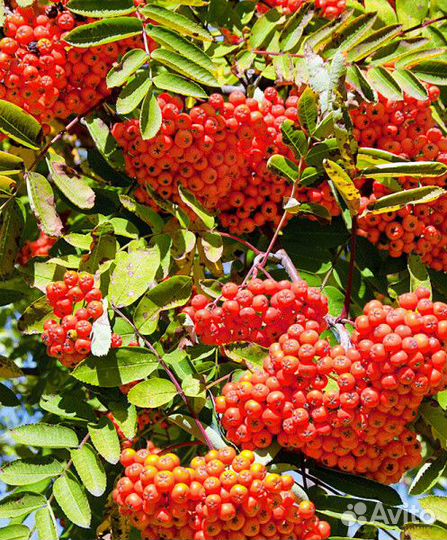 Рябина обыкновенная