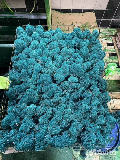 Стабилизированный Мох, Бирюзовый