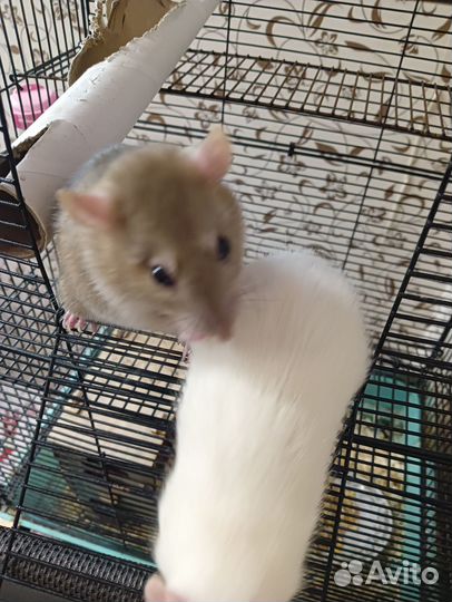 Декоративные крыски