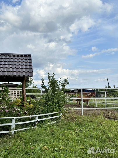 Постой лошадей