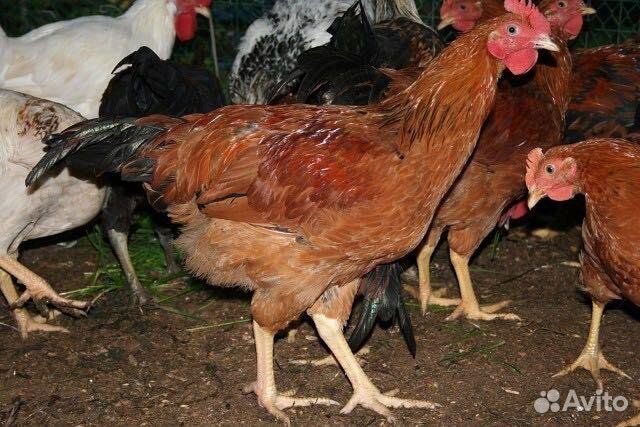 Молодые петушки