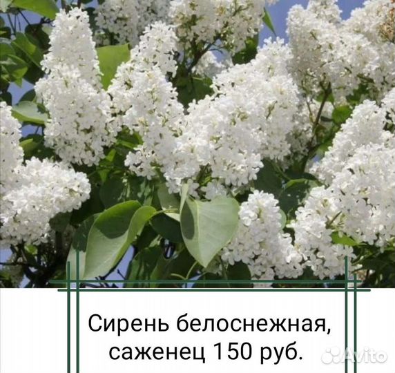 Садовые цветы