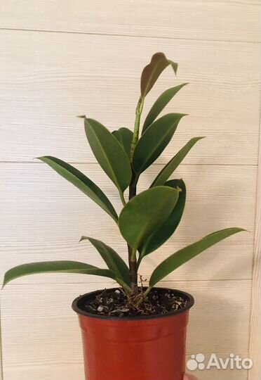 Фикус Мелани. Фикус Лирата