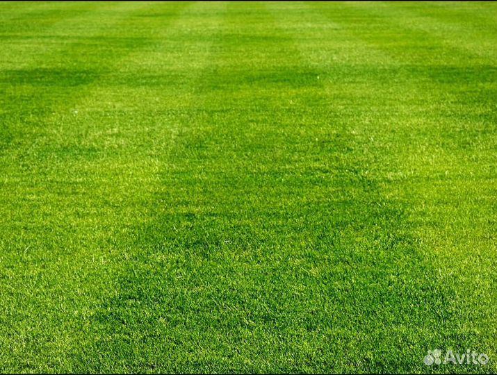 Рулонный газон Стандарт от производителя