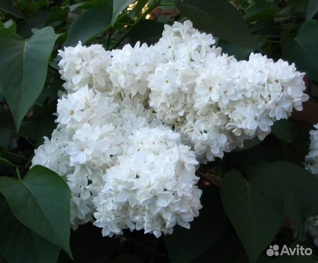 Сирень привитая