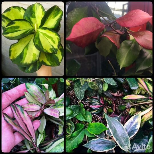 Хойя - Сортовые Редкие Хойи #1 - Укоренённые