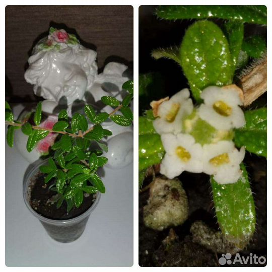 Мирт цветущий и другие ароматные растения