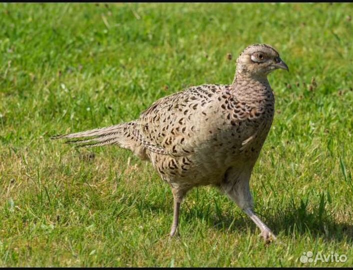 Фазан охотничий