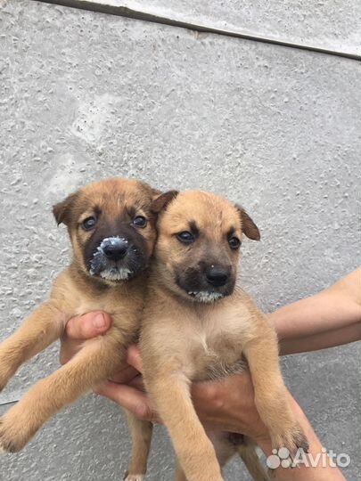 Щенки-девочки ищут дом