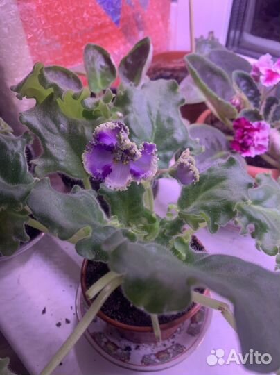 Фиалка в горшках, листочек свежесрезанный