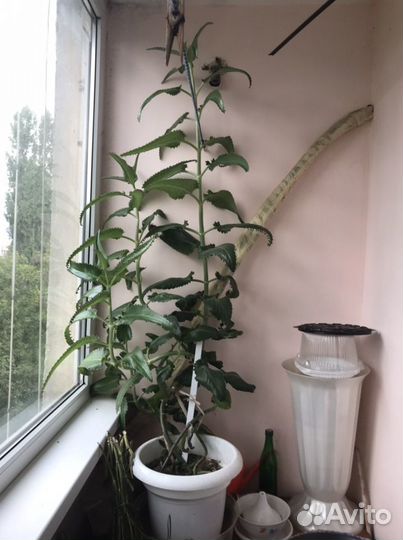 Комнатные растения цветы