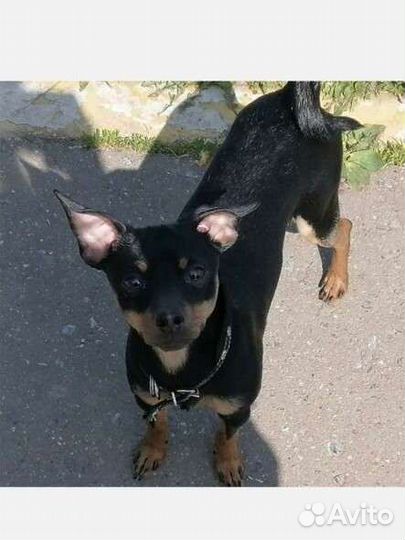 Кобель той терьер 1 год вязка