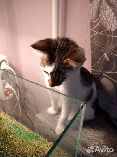 Котенок в добрые руки