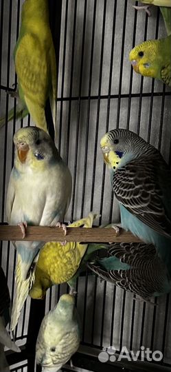 Птенцы волнистого попугая