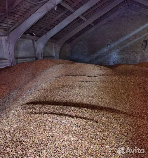 Кормовой ячмень, Кормовой овёс на корм