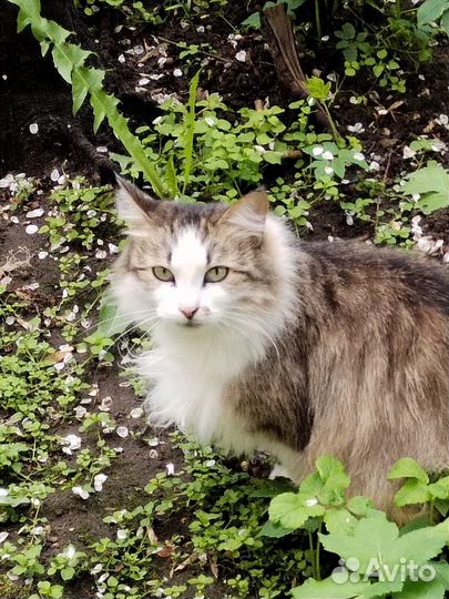 Красавмце Мусе нужен дом. Она в опасности