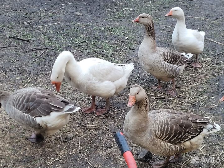 Продам гусей