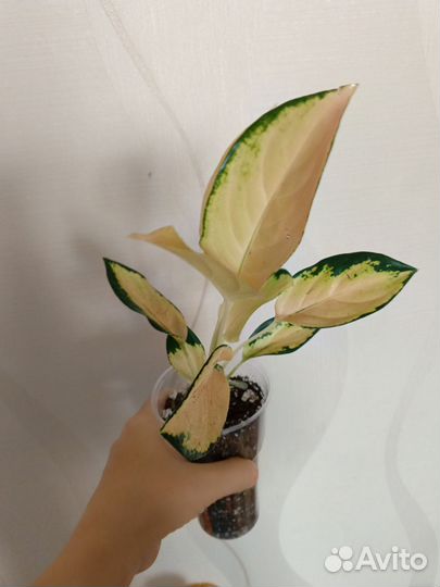 Агланемы тайские