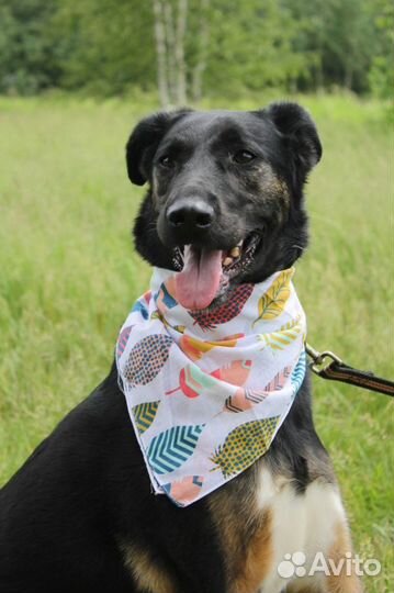 Собака в добрые руки, Гера