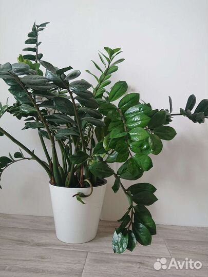 Замиокулькас