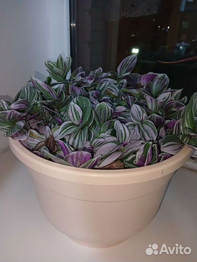 Продам цветы комнатные