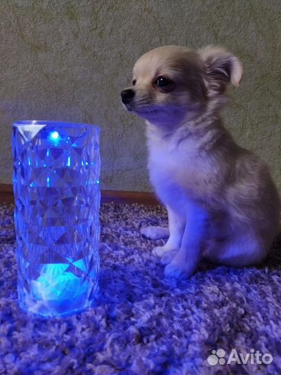 Щенки чихуахуа
