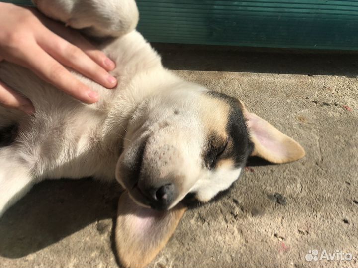 Щенки дворняги