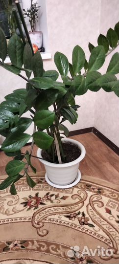 Замиокулькас (денежное дерево)