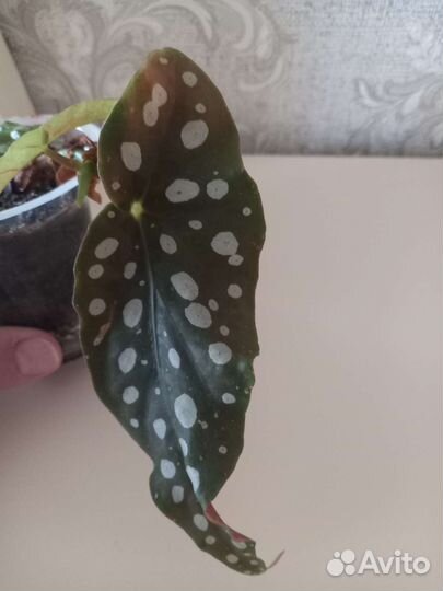 Бегония макулата