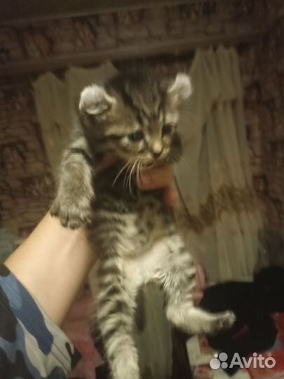 Котята эксклюзивные эльф