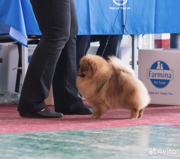 Пом шпицы женихи: мерле и красный (вязка)