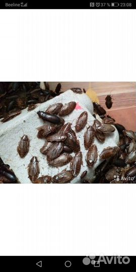 Живой корм для стрижей, ящериц и других