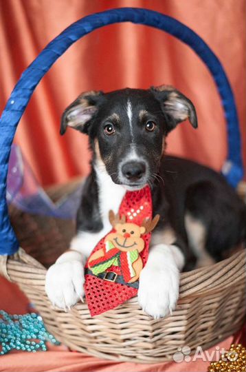 Максус ищет дом