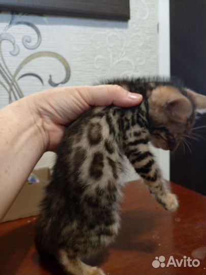 Бенгальские котята