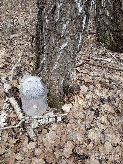 Квас, сок, берёзовый