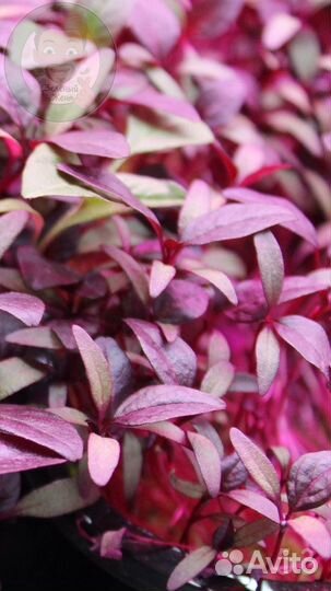 Семена микрозелени + обучение для дома