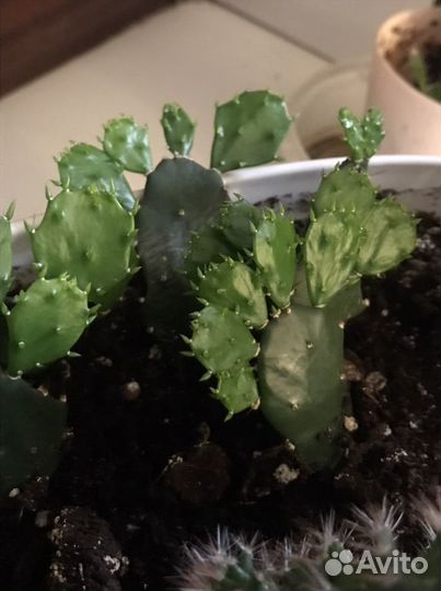 Детки кактуса (опунции)