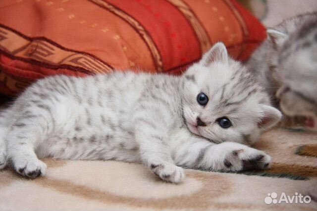 Котенок окрас вискас фото