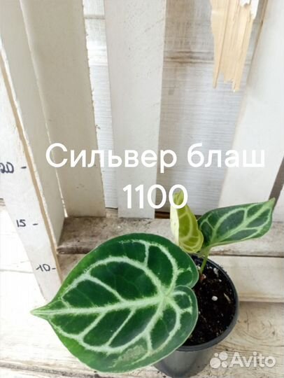 Антуриум Кристаллинум Сильвер блаш