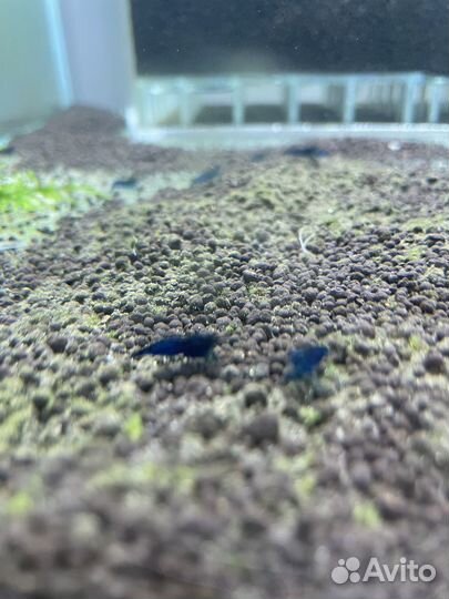 Креветки Амано, черри, неоны и другие