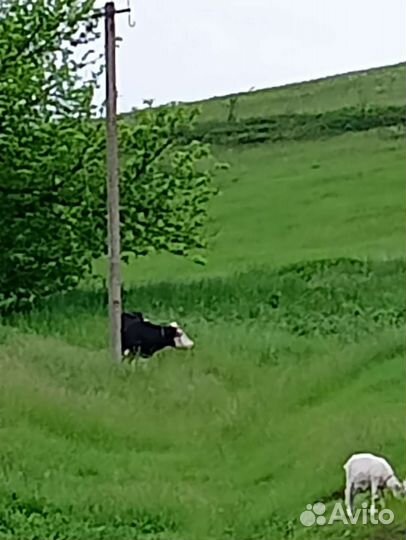 Молоко коровье домашнее