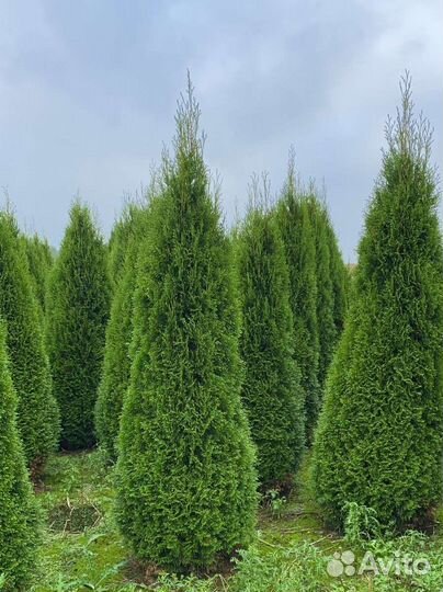 Туя смарагд, брабант, живая изгородь