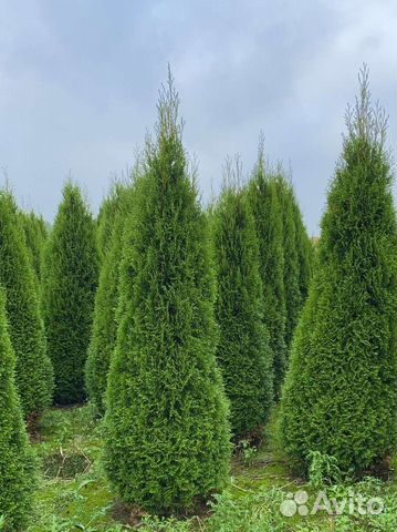 Туя смарагд, брабант, живая изгородь