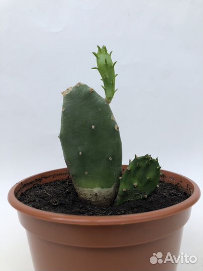 Кактус опунция