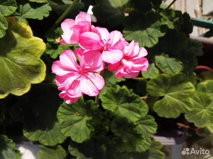 Пеларгония герань