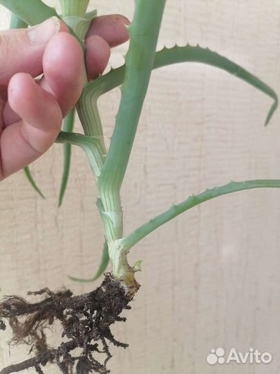 Алоэ столетник