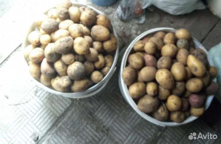 Картофель на корм животным