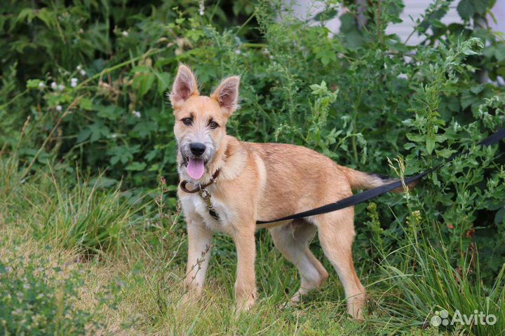 Гриша ищет дом