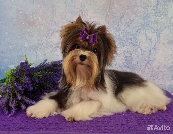 Самая красивая девочка породы Бивер