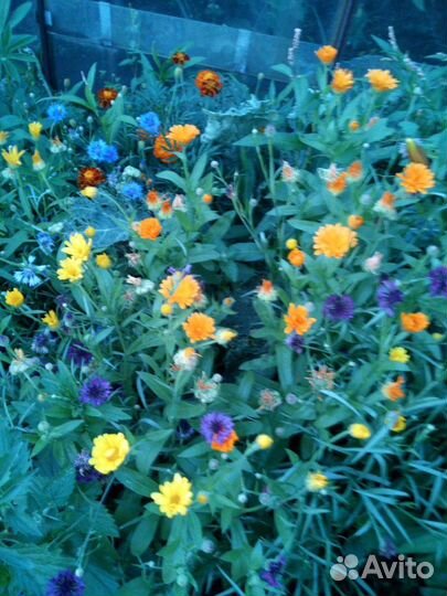 Срезка цветов Готовые букеты на 1 сентября